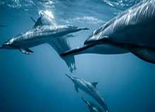 kaiyun体育-沃克生涯新高41分9记三分 老鹰主场击败魔术